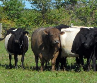 grass fed cattle